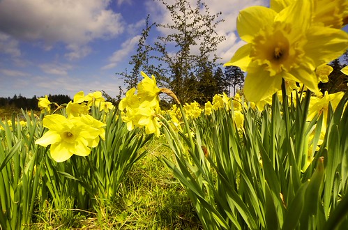 Daffodils